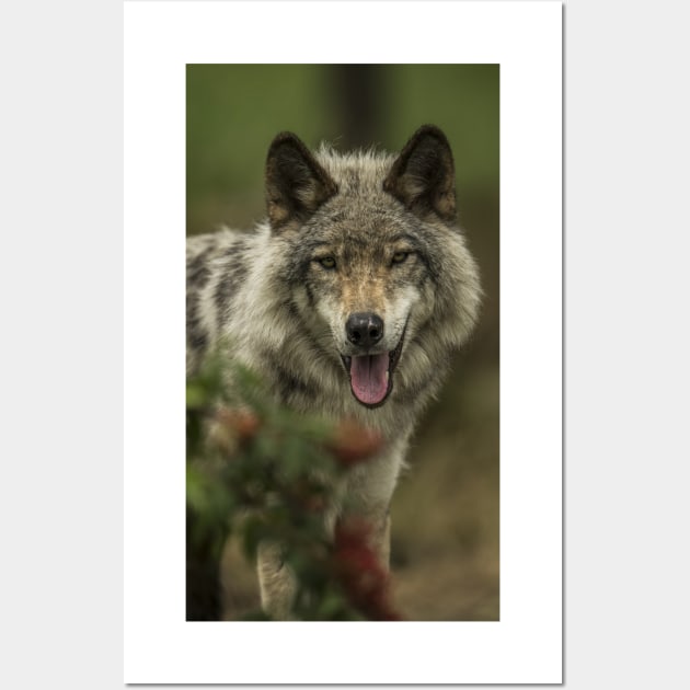 Timber Wolf Wall Art by jaydee1400